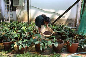 Bush Pepper Production