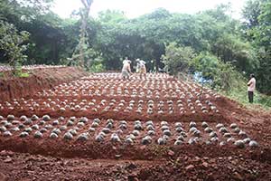 Coconut Nursery