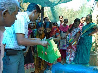 Snap shot of an ornamantal fish practical session of a training at KVK