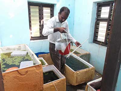 Snap shot of an ornamantal fish practical session of a training at KVK