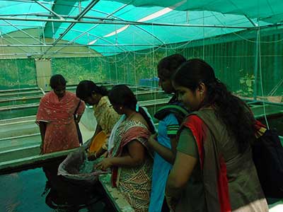 Snap shot of an ornamantal fish practical session of a training at KVK