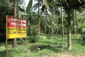 Homestead garden