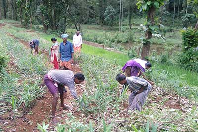 Lead farm planting