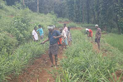 Lead farm planting