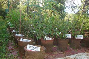 Medicinal Plant Unit