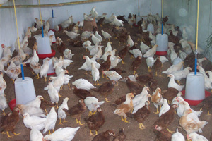 Poultry unit