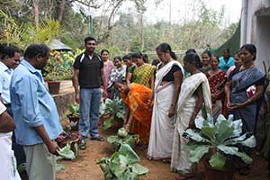 Vegetable Garden