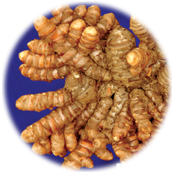 IISR-Kedaram(Turmeric)