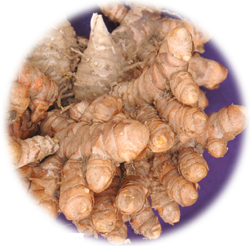 Prabha (Turmeric)
