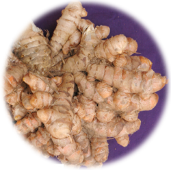Prathibha (Turmeric)