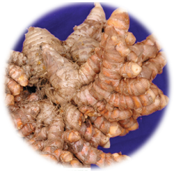 IISR-Alleppey Supreme