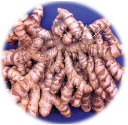 Sudharsana (Turmeric)