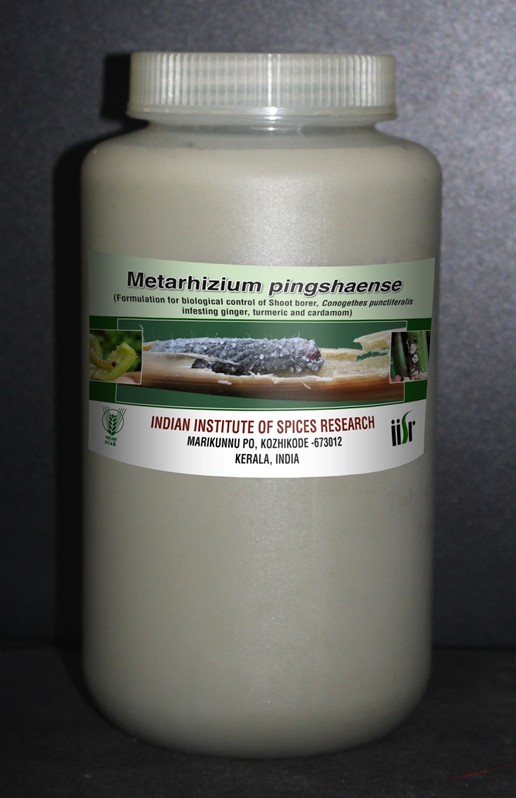 Metarhizium pingshaense nanoparticle liquid formulation bottle