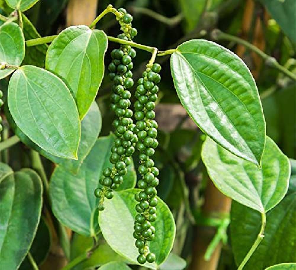 IISR Chandra Black Pepper Hybrid