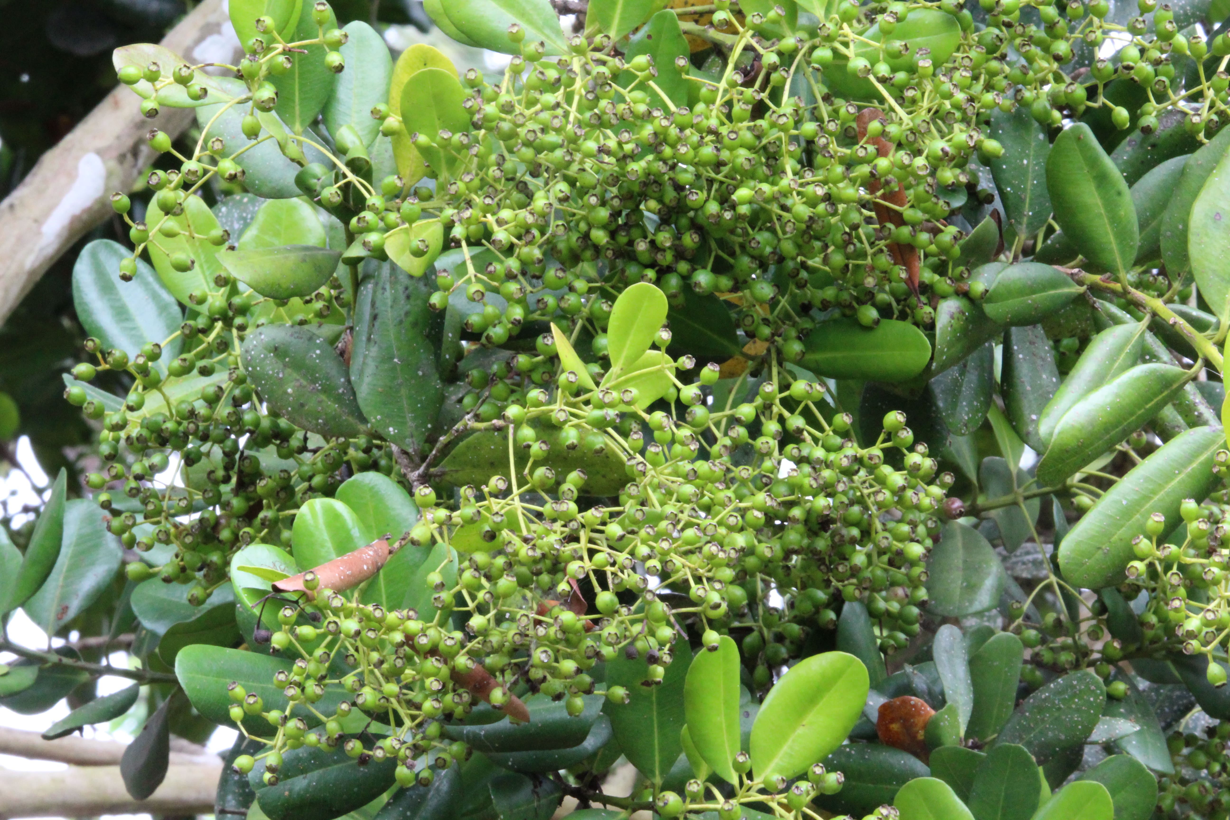 Allspice berries on tree