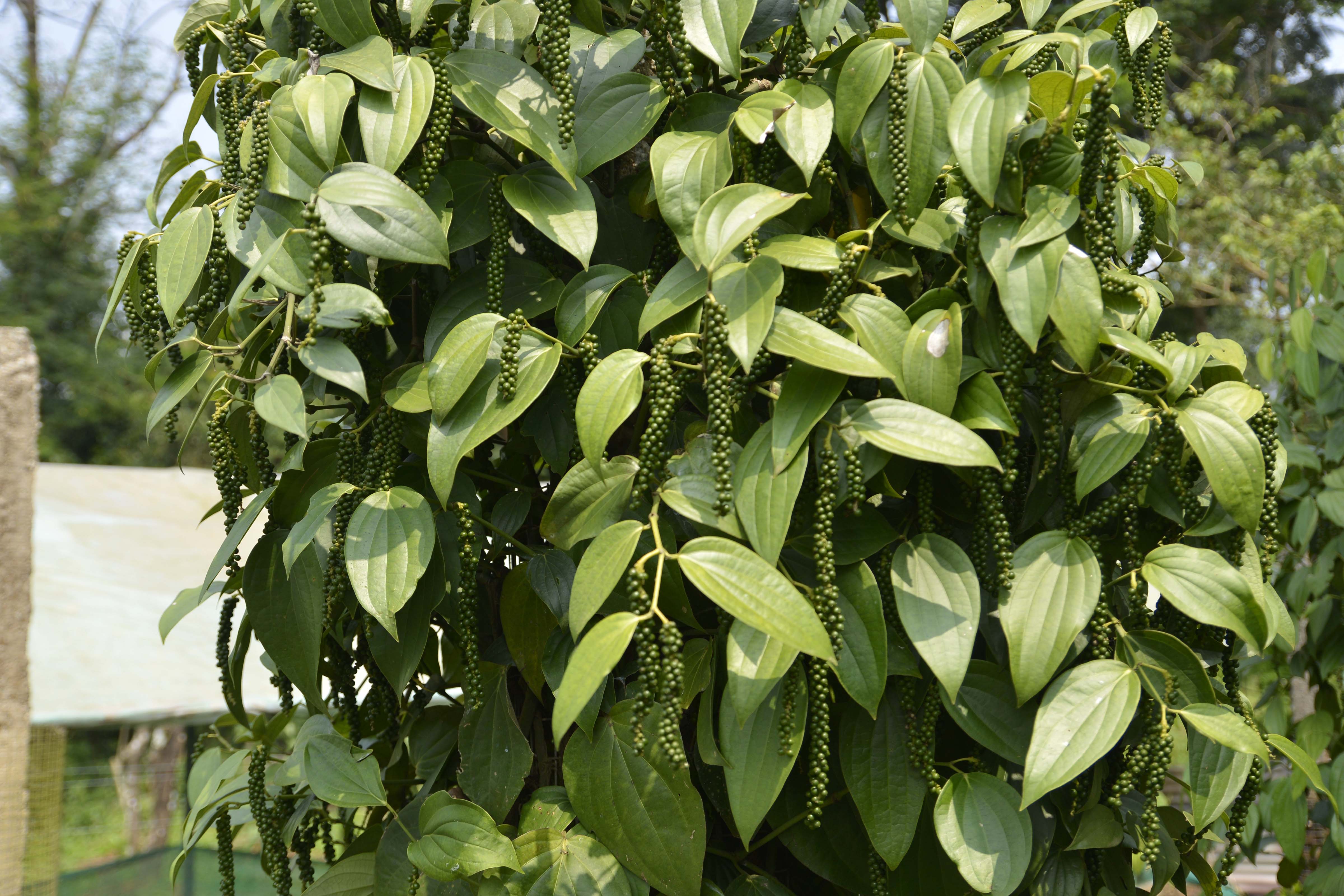 Black Pepper vine with peppercorns