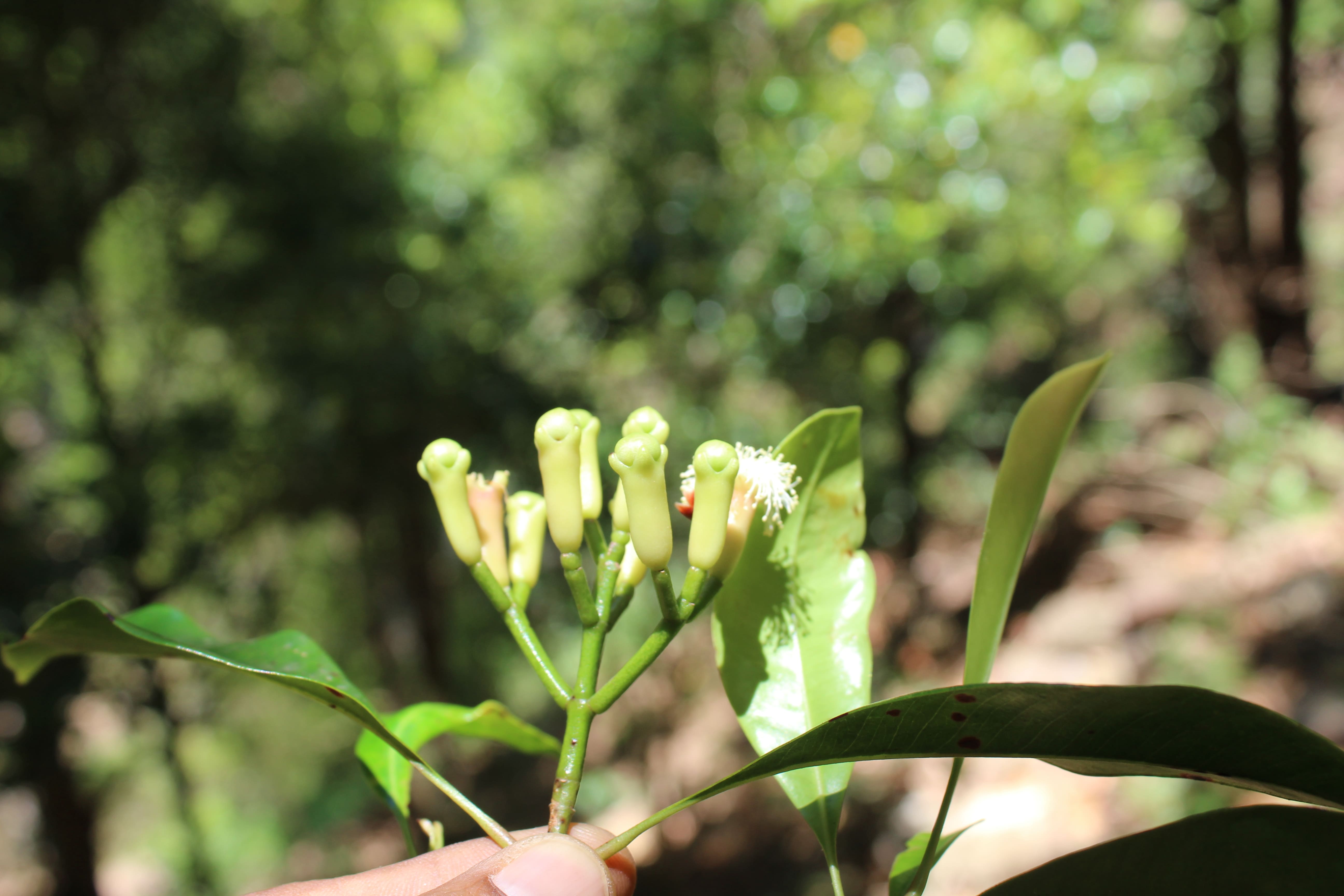 Dried clove flower buds