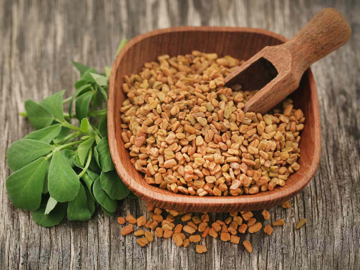 Fenugreek seeds and kasuri methi leaves