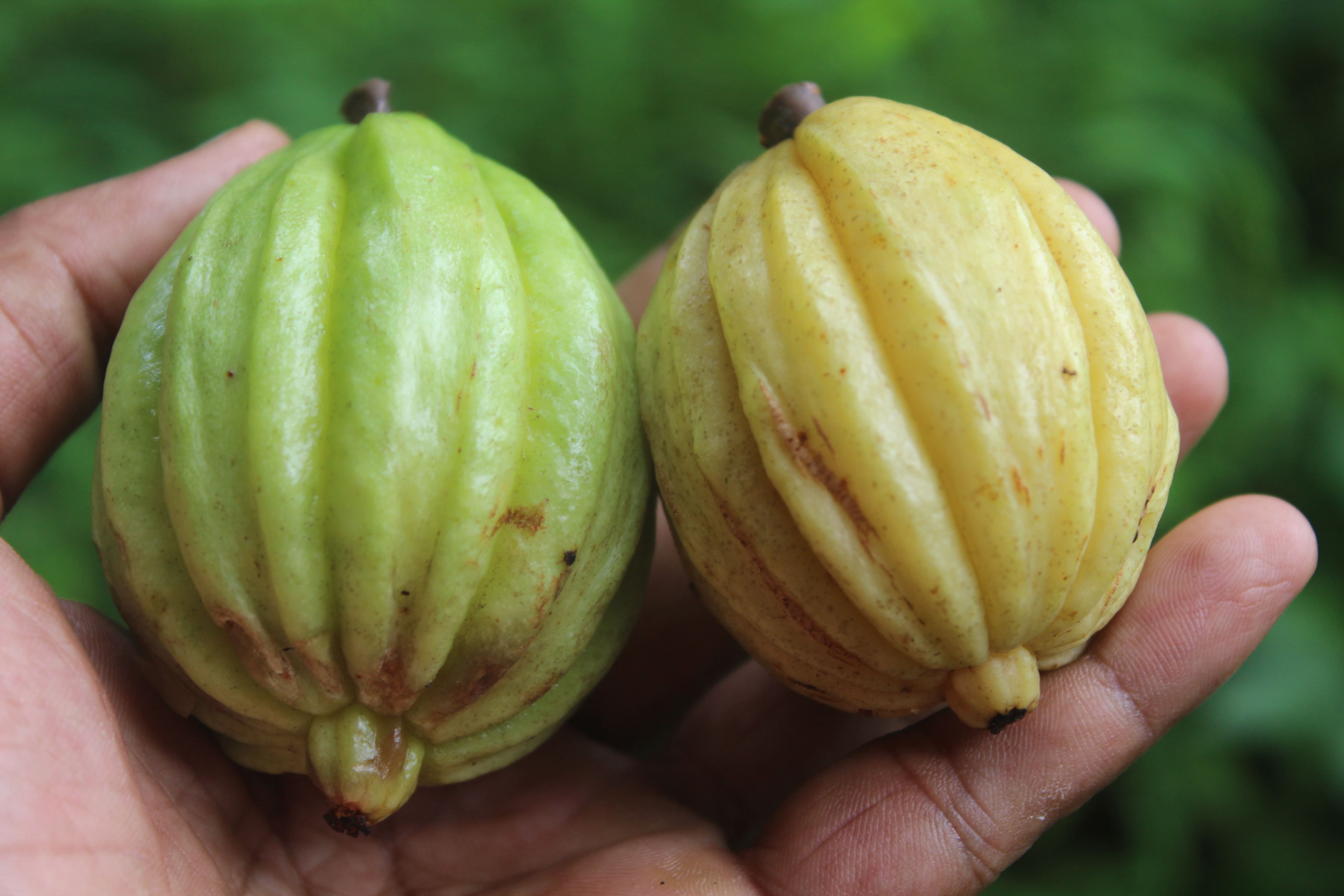 Garcinia cambogia fruits - Kudampuli