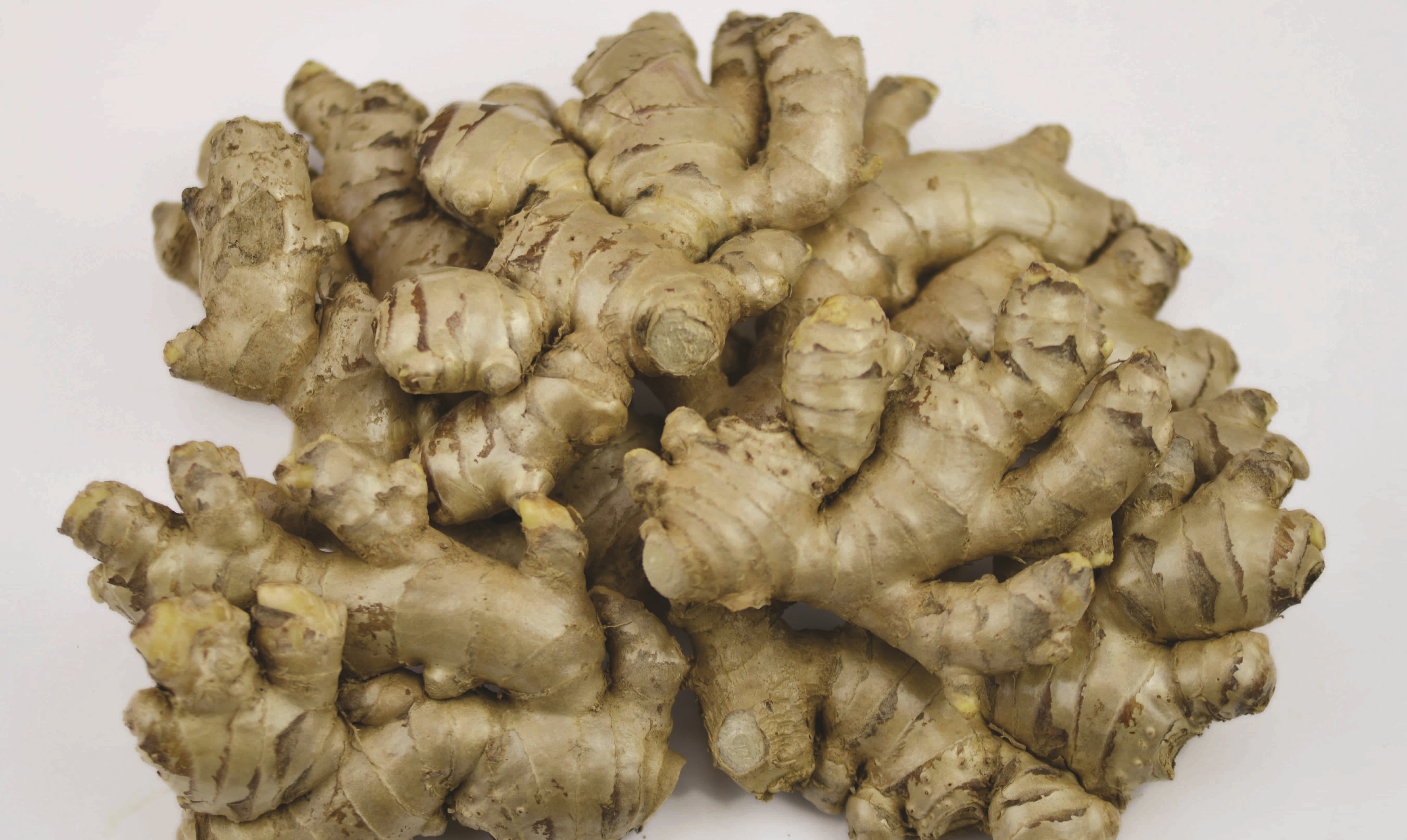 Fresh ginger rhizomes