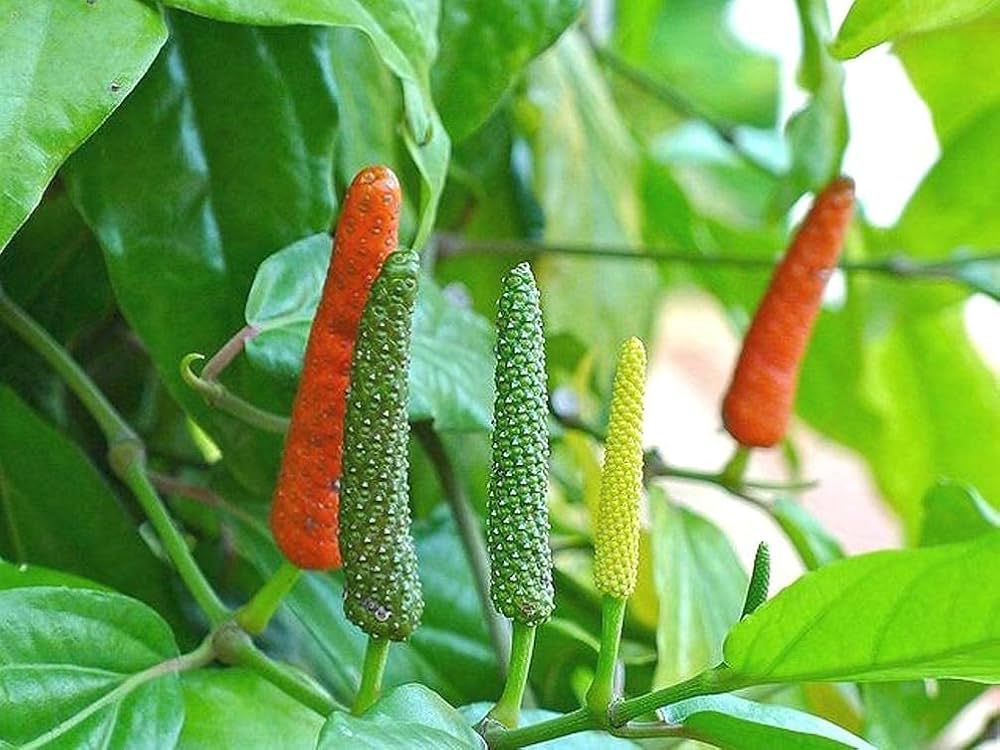 Long pepper vine and fruits - Piper longum