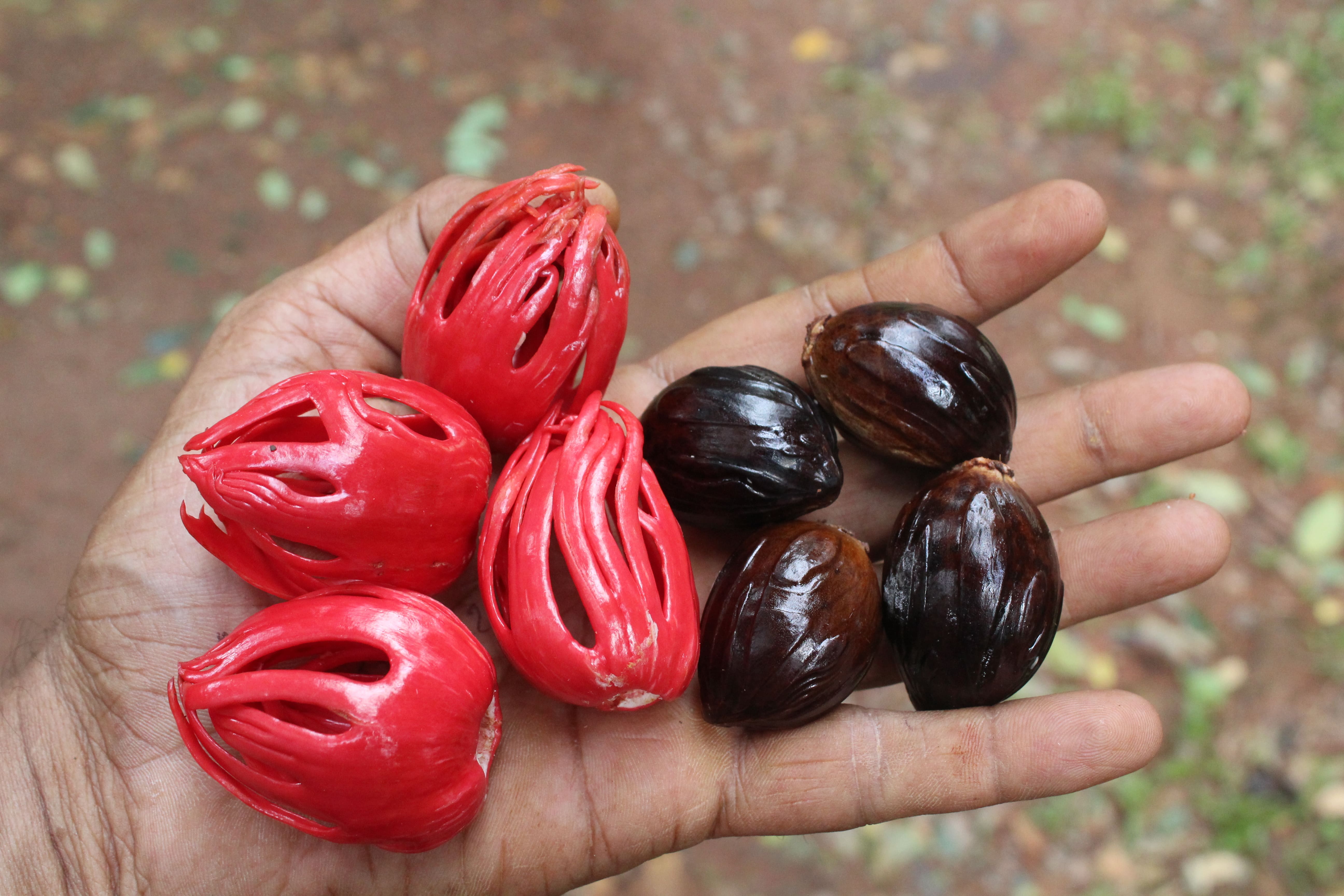 Nutmeg fruit, mace and seeds