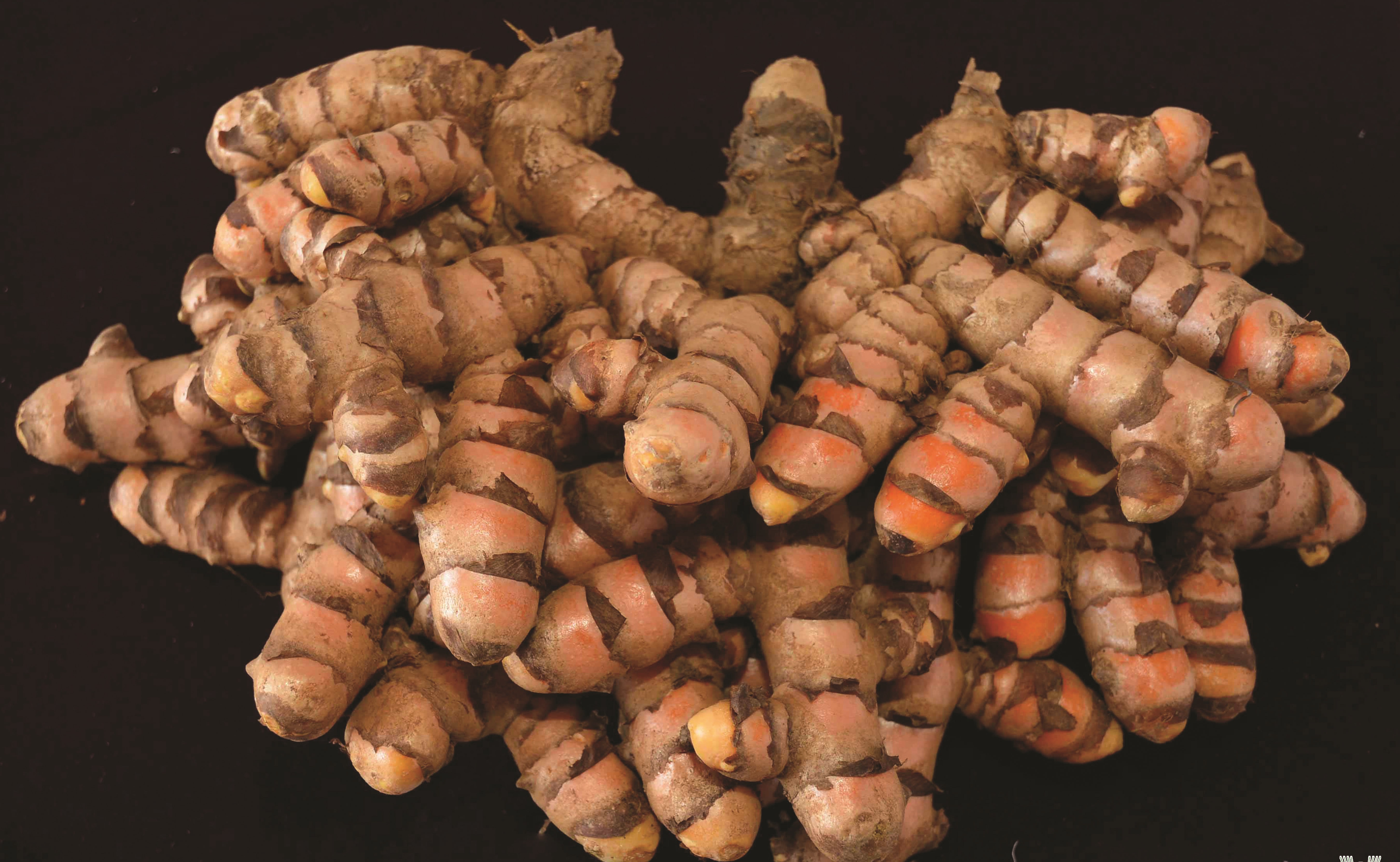 Turmeric fresh rhizomes
