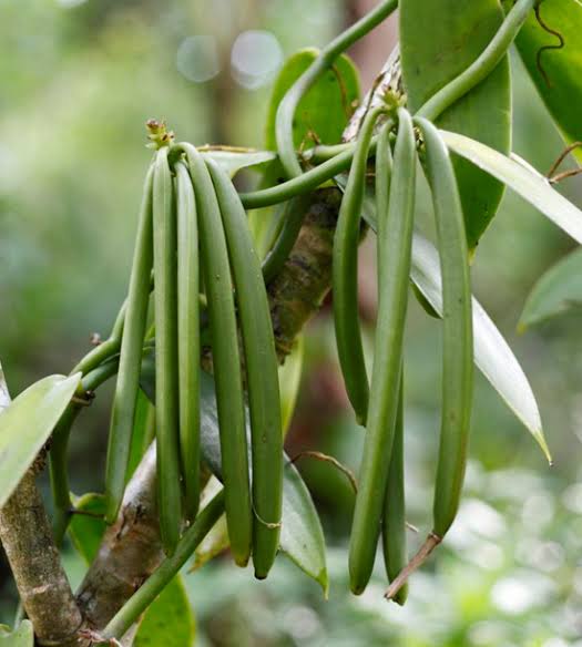 Green vanilla pods on vine