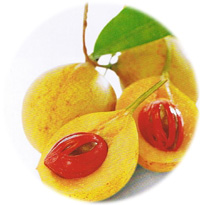 Nutmeg Varieties