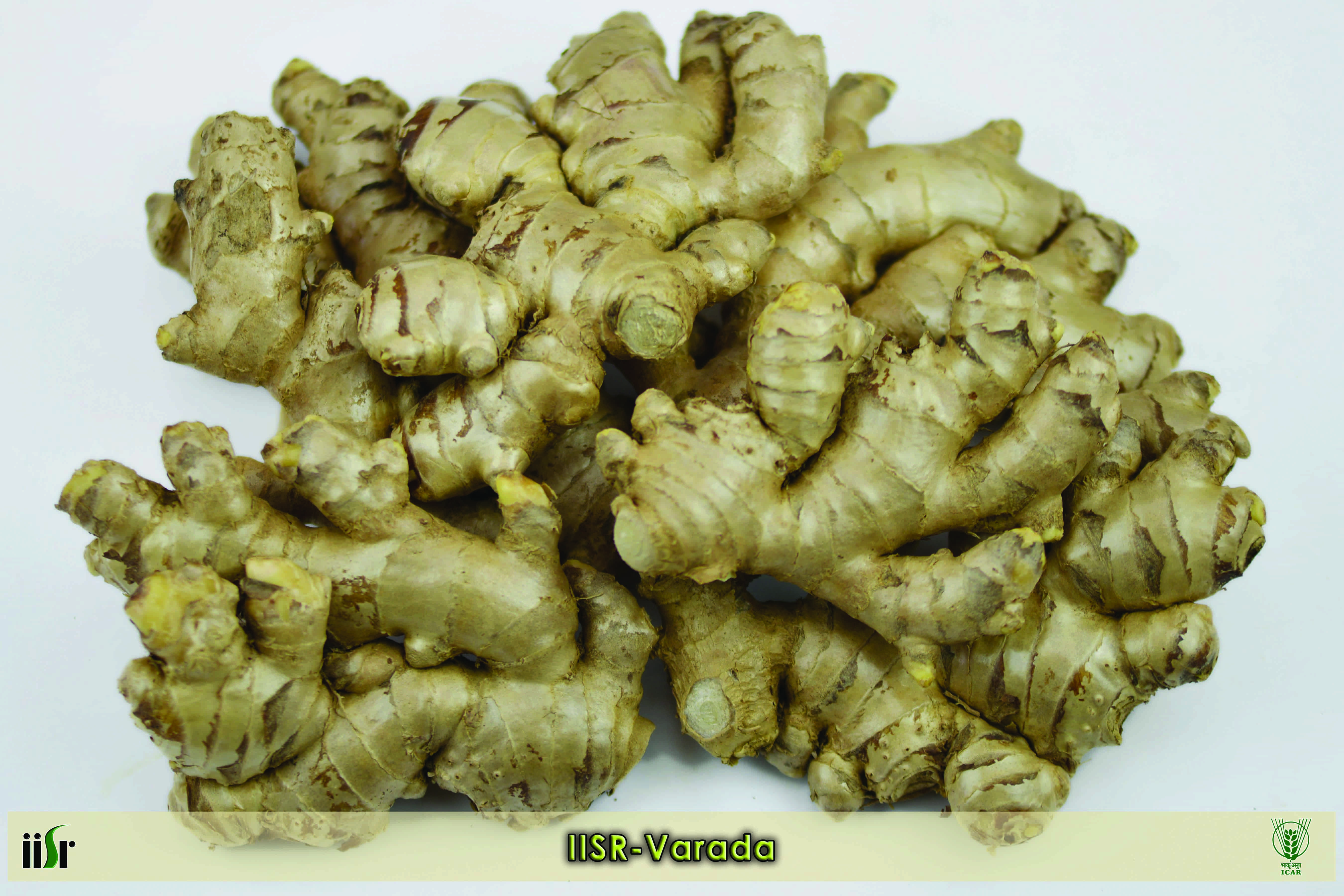 Ginger