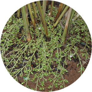 IISR-Avinash (RR1) (Small Cardamom)
                        