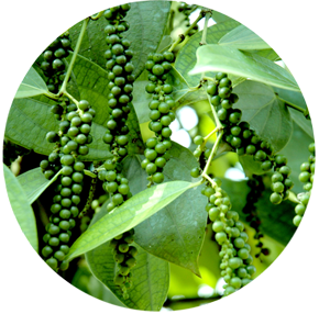 Subhakara (Black Pepper)