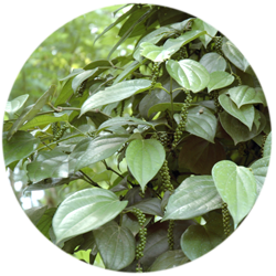 PLD-2 (Black Pepper)