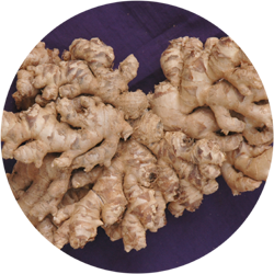 IISR-Rejatha (Ginger)