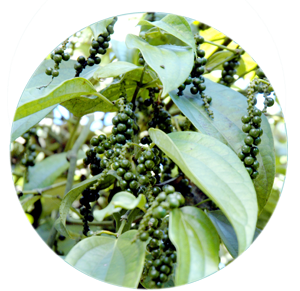Pournami (Black Pepper)