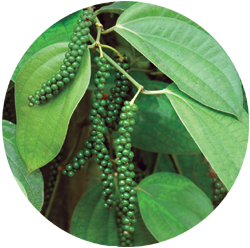 Panchami (Black Pepper)