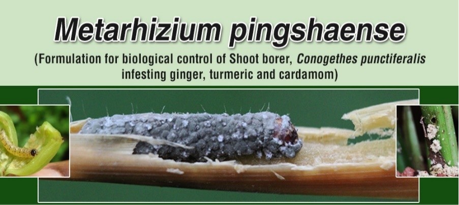 Metarhizium pingshaense based mycoinsecticide for the biological control of shoot borer