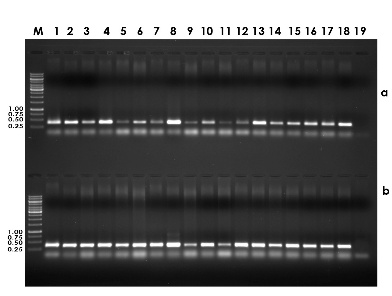 Diagnostics for pathogens infecting