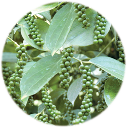Sreekara(Black Pepper)