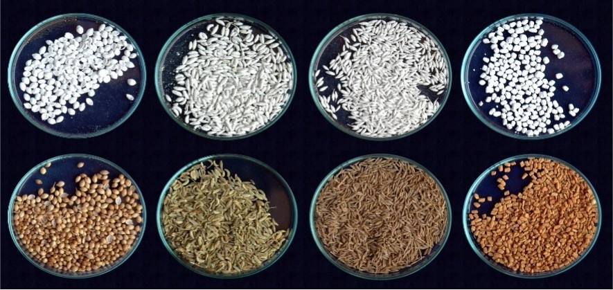 Bacteria based seed coating technology