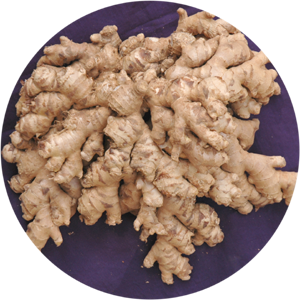 IISR-Varada (Ginger)